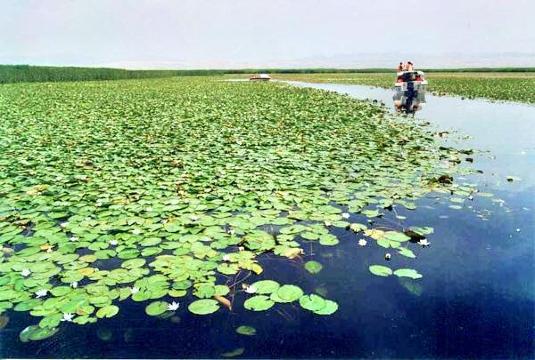 库尔勒莲花湖