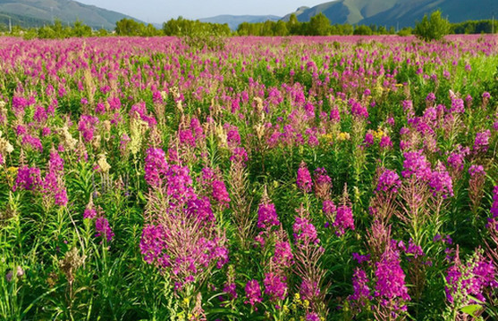柳兰花的阿尔山