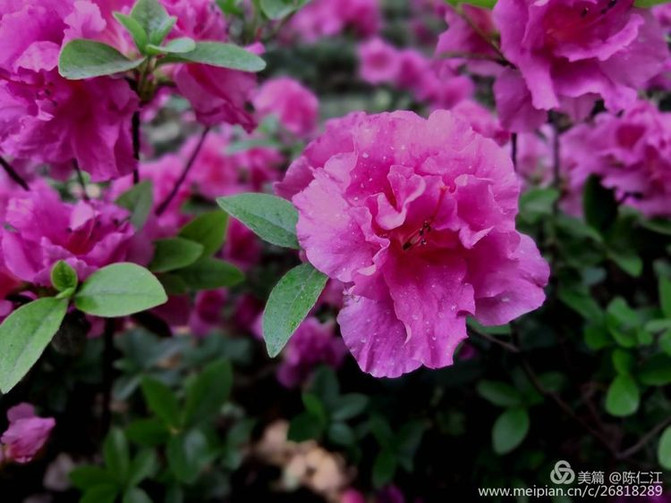 杜鹃是几月开的 100e0r000000h7tme4419_C_671_10000_Q90.jpg