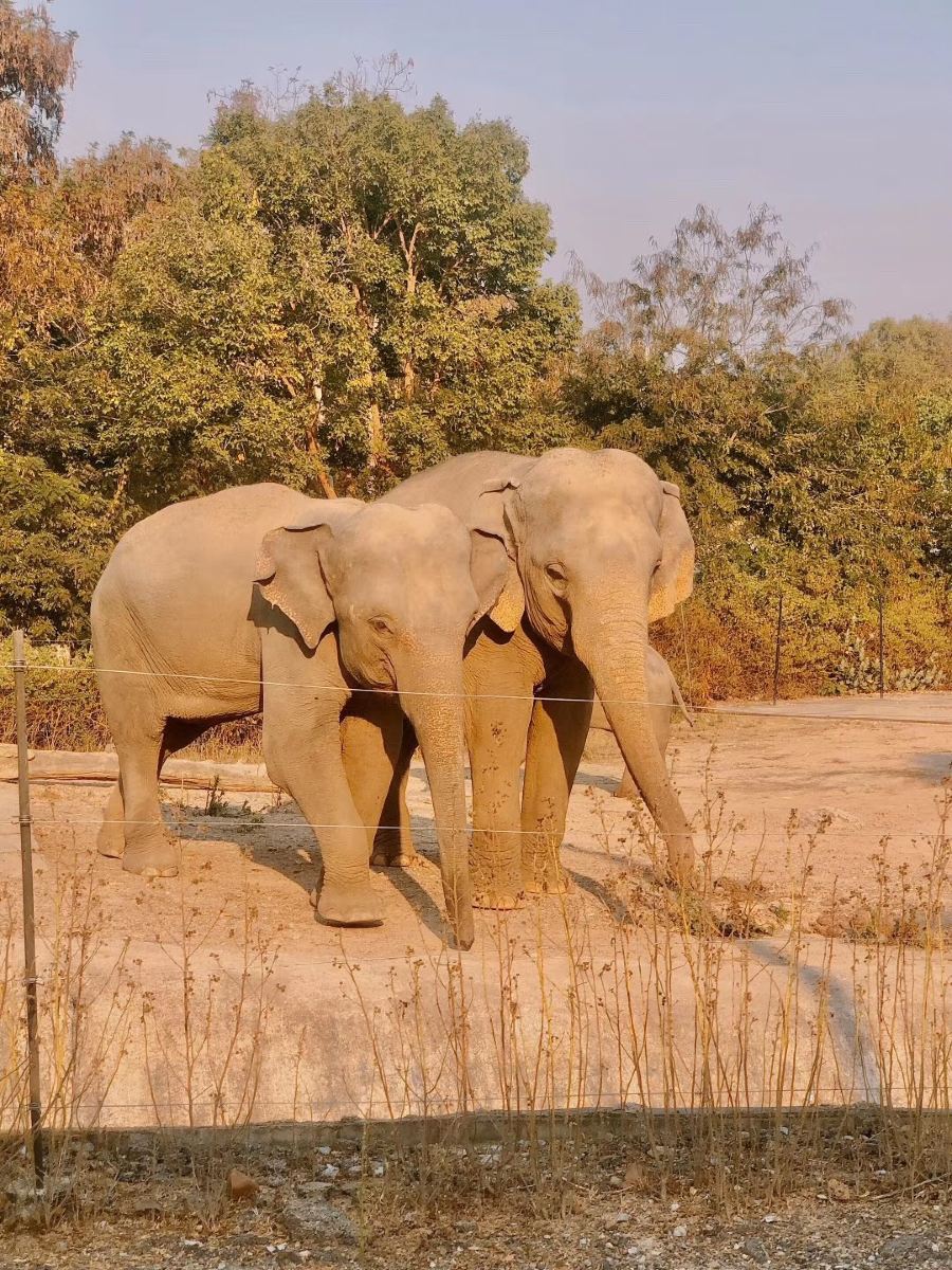 泰国清迈动物园 สวนสัตว์เชียงใหม่