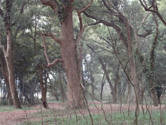 古樟林风景区