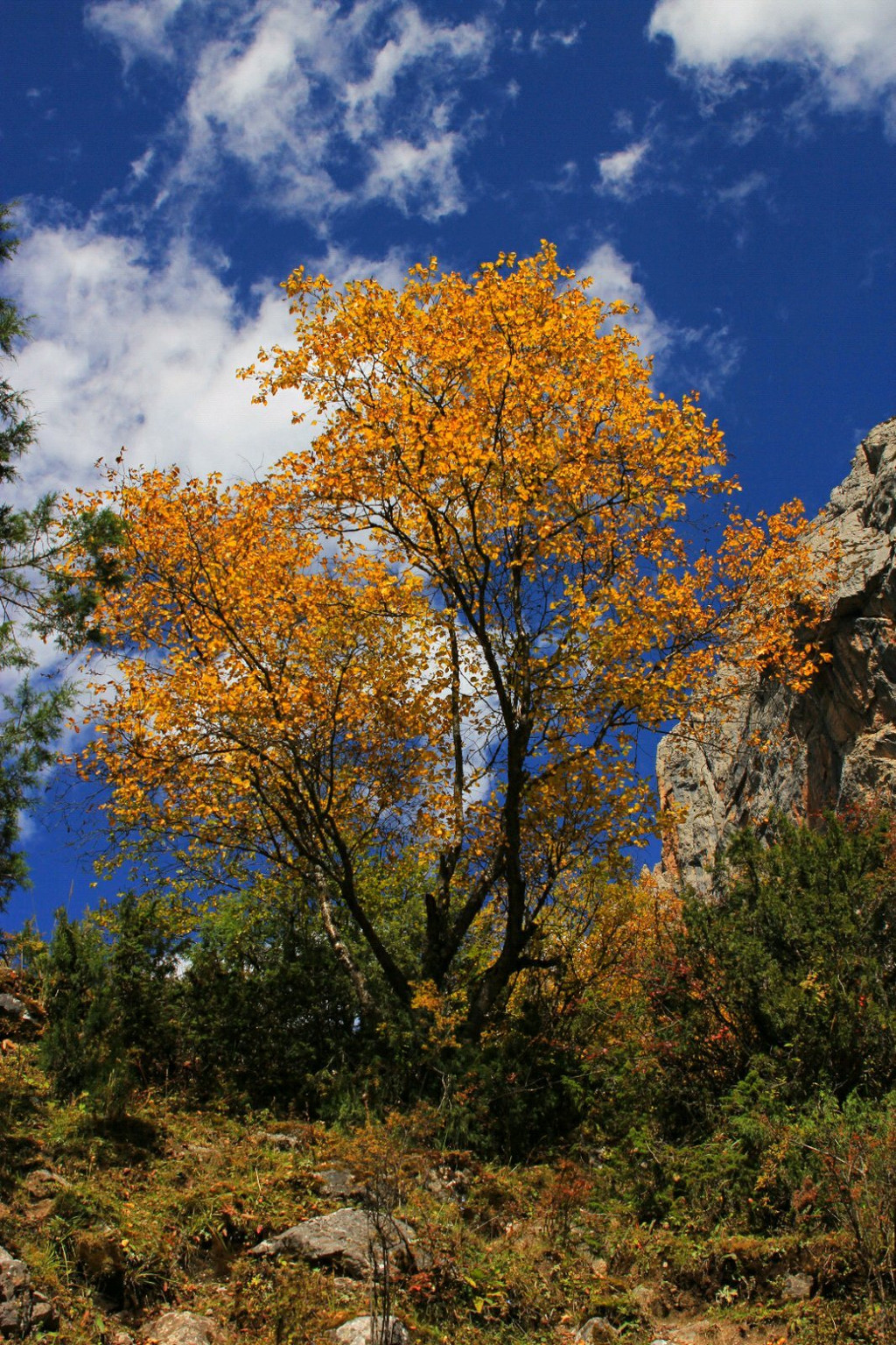 安多藏区景心乐行