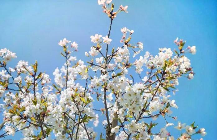 青龙官场梨花节