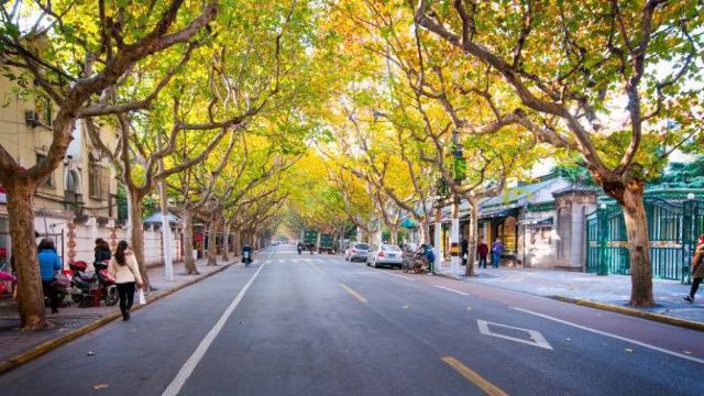 新华路门票,上海新华路攻略/地址/图片/门票价格【携程攻略】