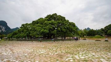 阳朔大榕树景区7