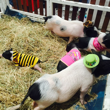 欣欣然,又泰国(在华欣,大城,曼谷的六日)