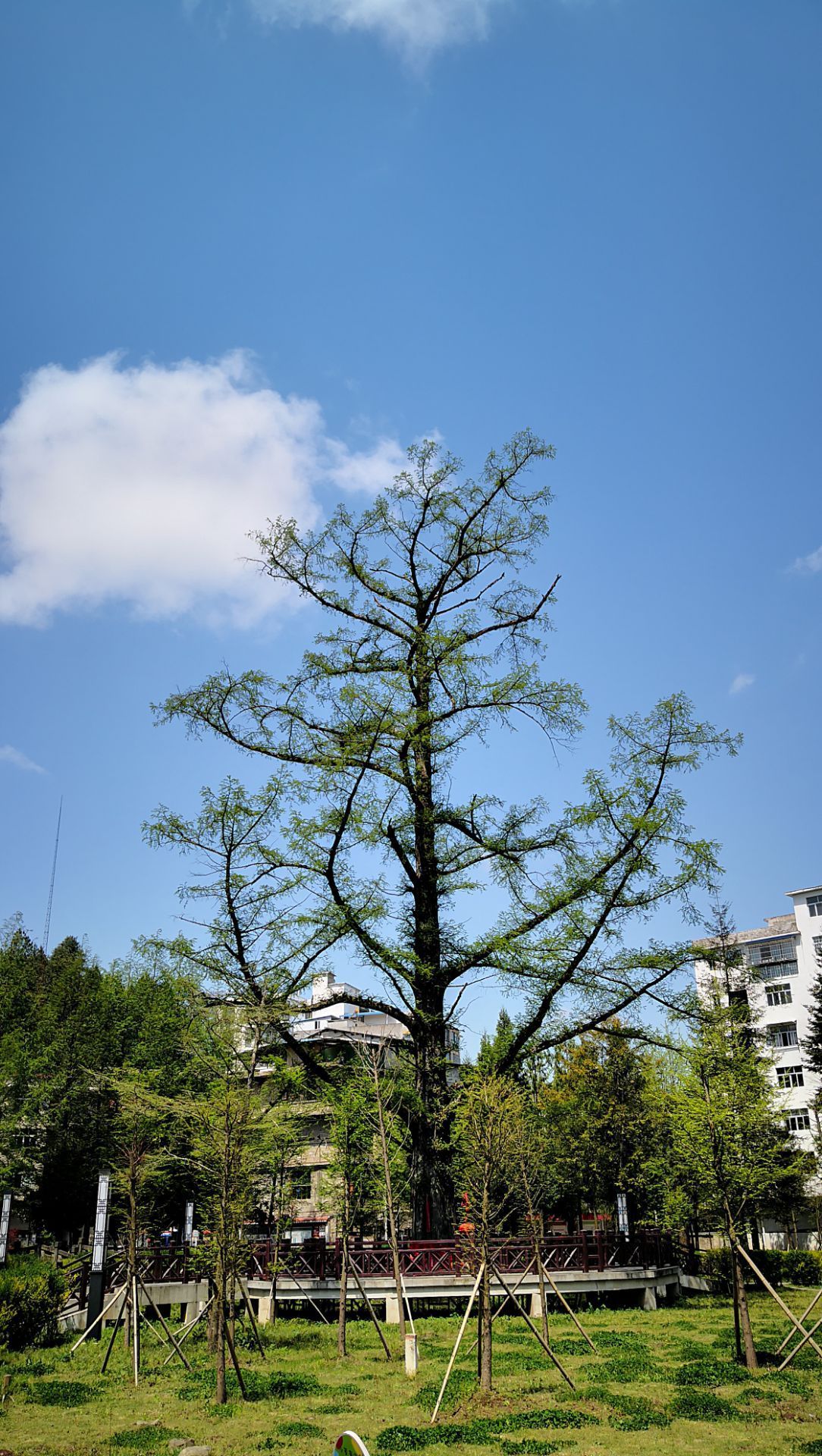 中国水杉植物园