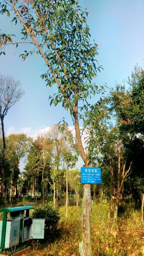 高黎贡山植物园