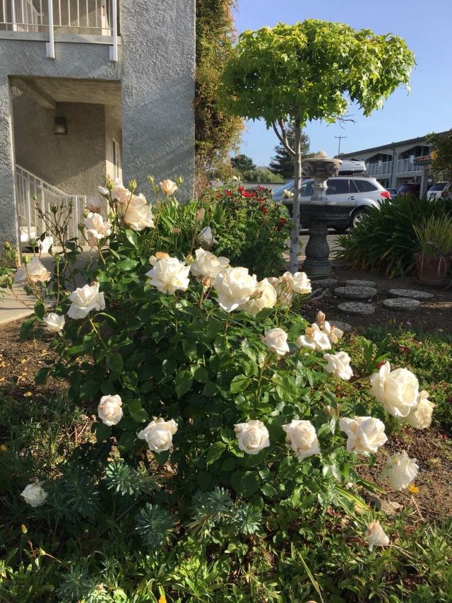 旧金山芳草地艺术中心游玩攻略简介 旧金山芳草地艺术中心门票 地址 图片 开放时间 照片 门票价格 携程攻略