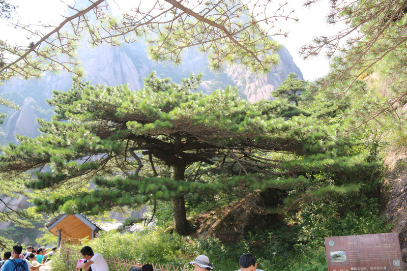 蒲团松,倒挂松,团结松(第2页)_大山谷图库