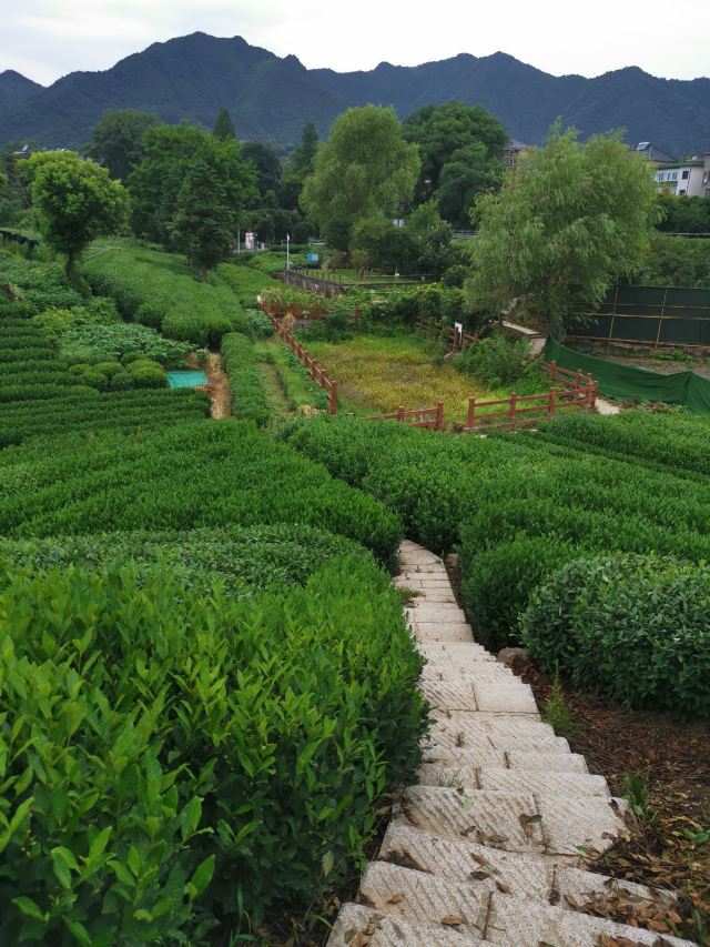 杭州龙坞茶村