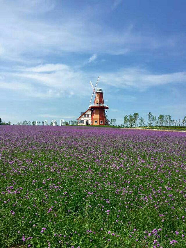 普羅旺斯薰衣草莊園