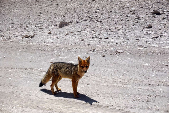 沙漠之狐 携程网