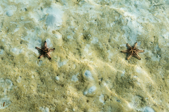 六角的海星算幸运星吗