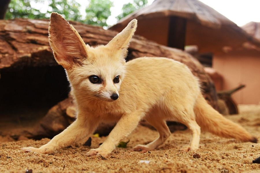 深圳野生動物園