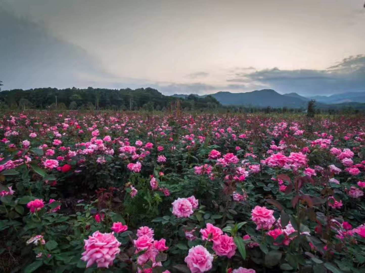 玖玖花海