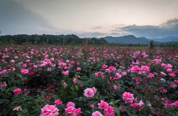 玖玖花海