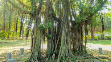 shutterstock_1176523255