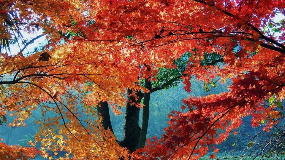 杭州最美秋色在“九溪” 杭州是我最喜欢的城市,秋天又是我最爱的季节，念着九溪的叶子也该红吧，不如躲开