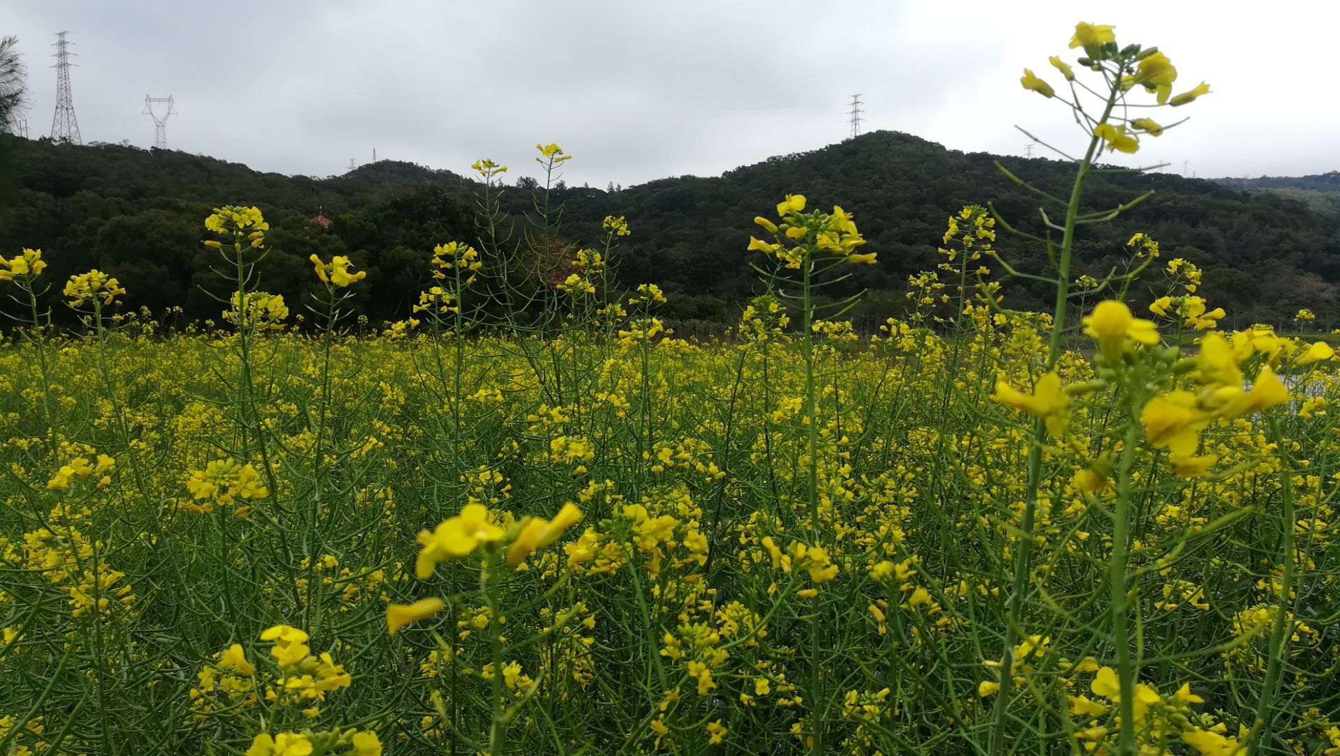 南澳白鹭生态公园