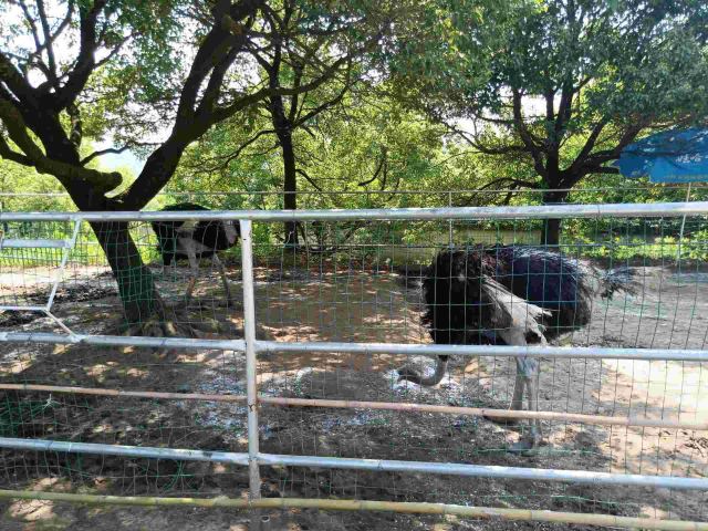 嵊州虎居动物园