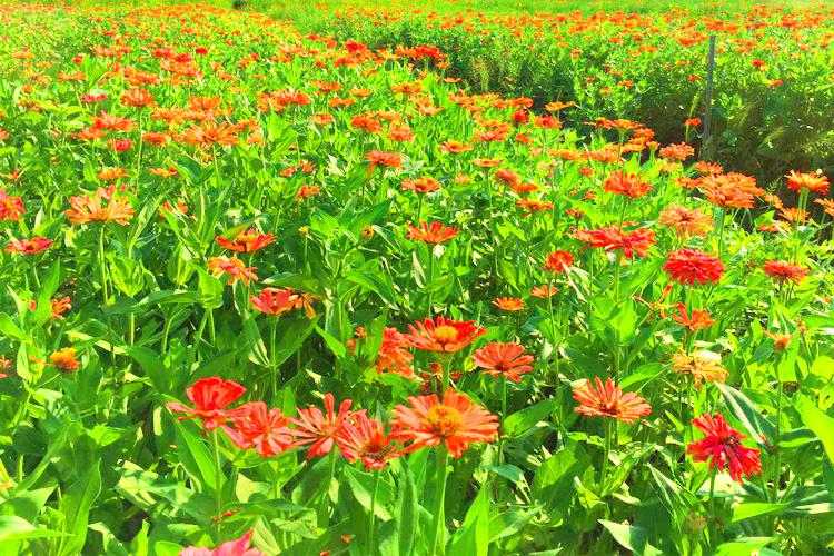 潼南潼画花海格桑花景区