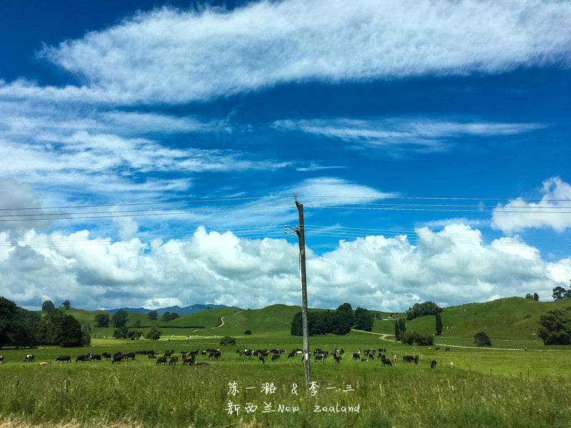 【新西兰】纯净之旅(奥克兰、汉密尔顿、罗托