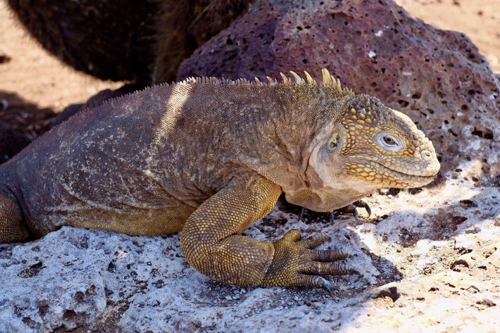 在赤道之国遇见达尔文 厄瓜多尔八日 游记攻略 携程攻略