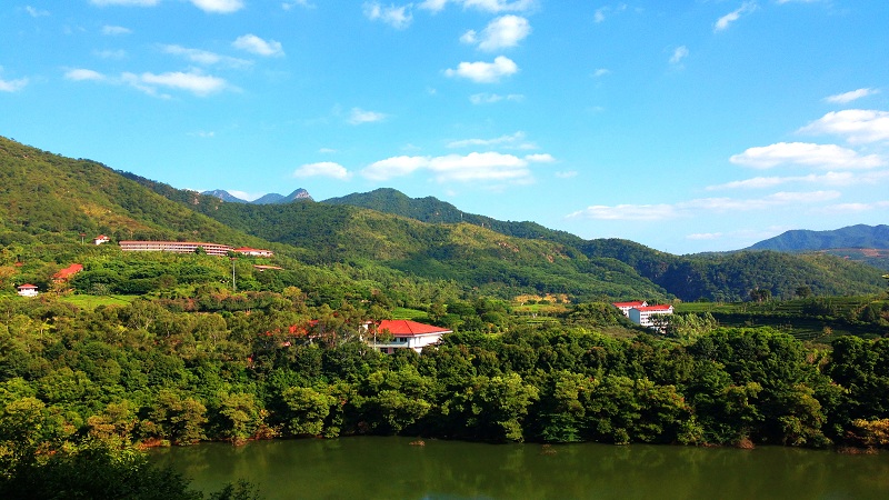 雁南飞茶田景区