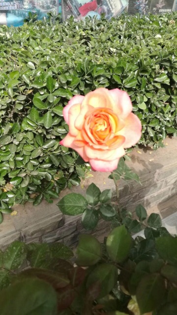 科右前旗植物园
