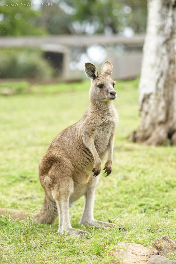 在塔州自駕這十來天已經對袋鼠見怪不怪了,但是最初在動物園看到