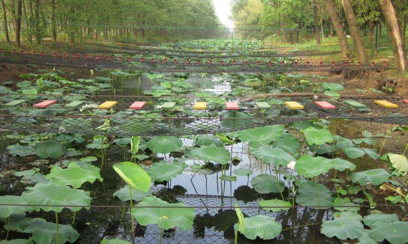 洪泽湖乡土植物园