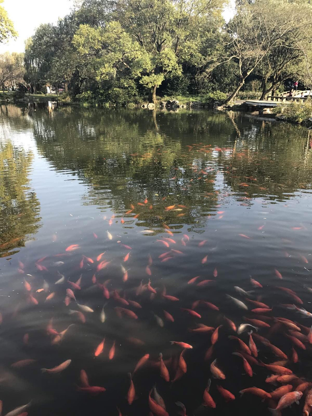 花港觀魚