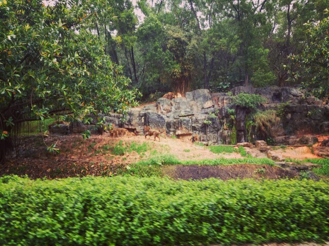 嘎仔成长记录旅行篇之广州长隆