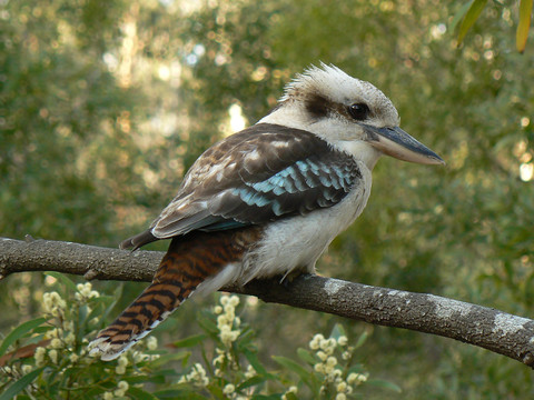 代表幸福的 笑翠鸟 laughing kookaburra.