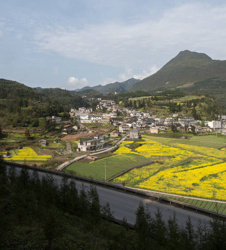 敘永縣正東鎮擦耳巖菜花黃!