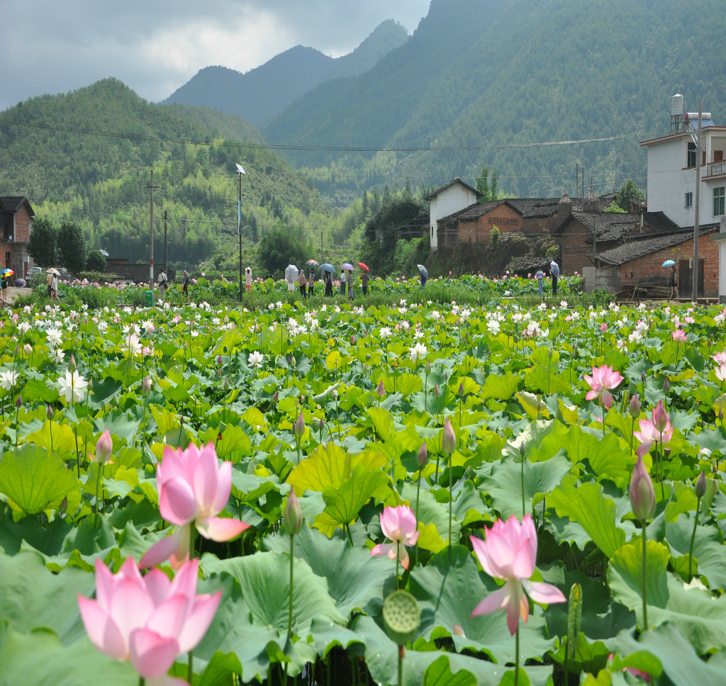 连城塘前漂流（豸下莲乡风景区）