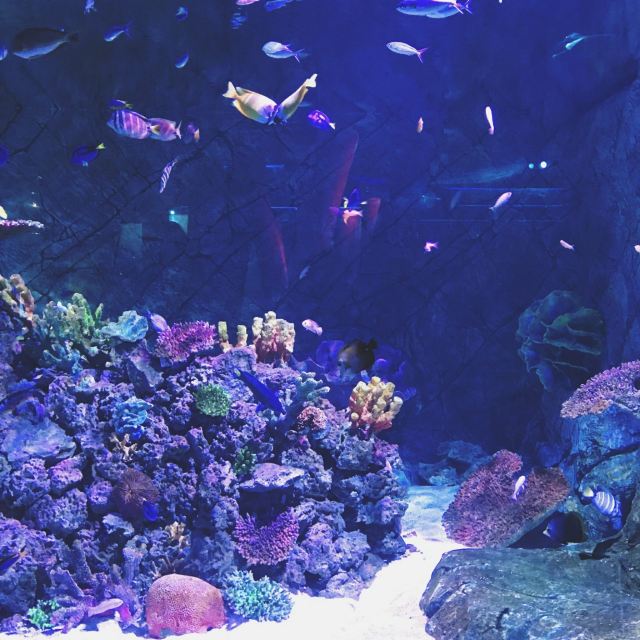 墨尔本墨尔本水族馆攻略,墨尔本墨尔本水族馆门票/游玩攻略/地址/图片