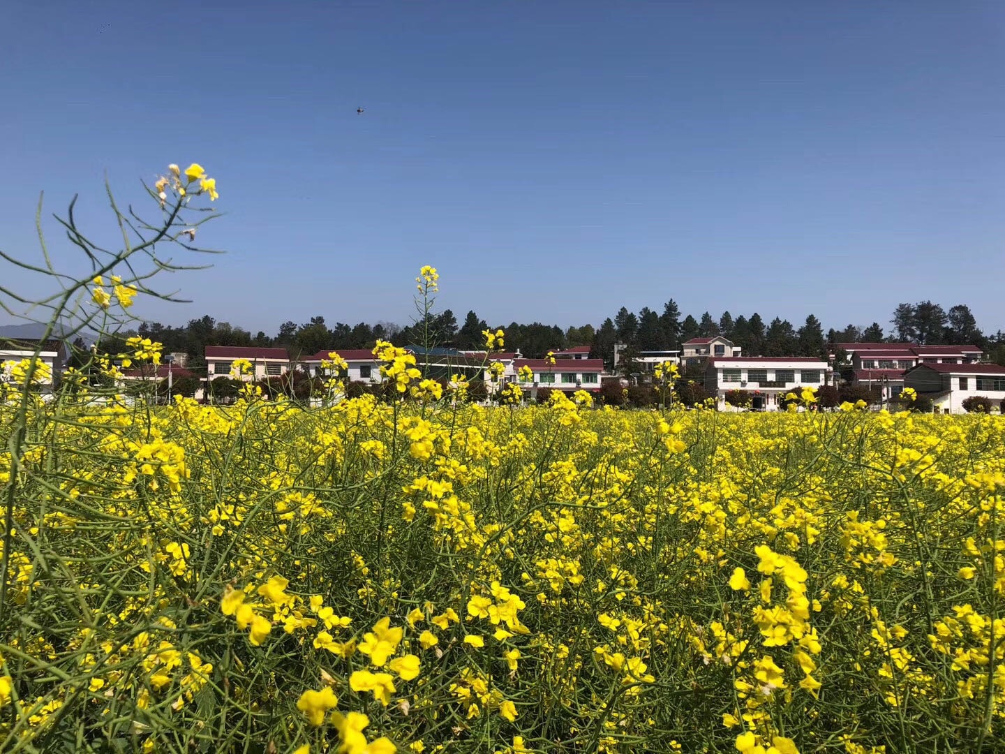 浏阳高坪镇油菜花观赏基地