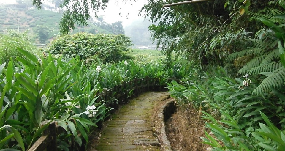 野姜花溪步道