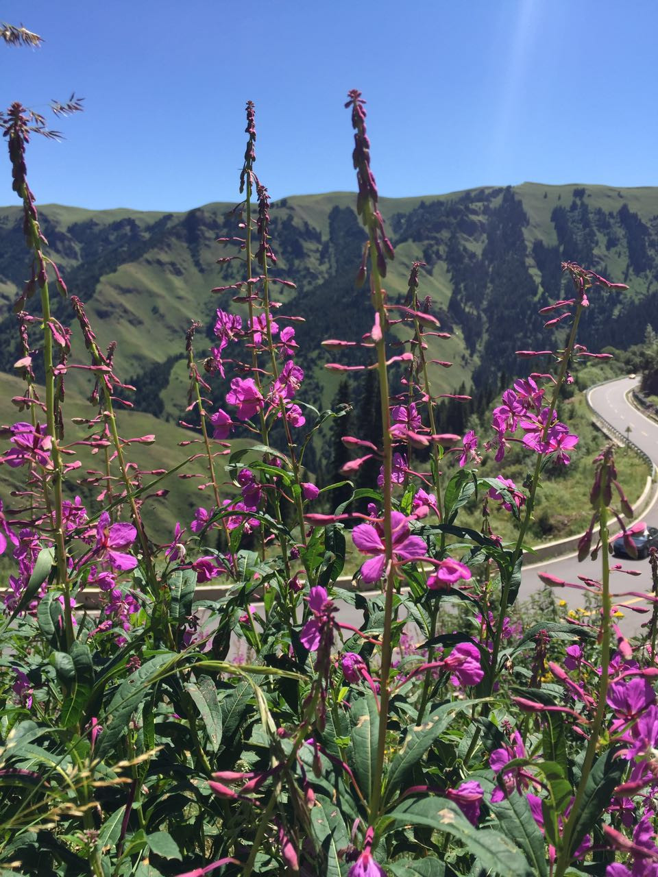 4对母子的新疆伊犁8日漫步自驾游 - 新疆游记攻