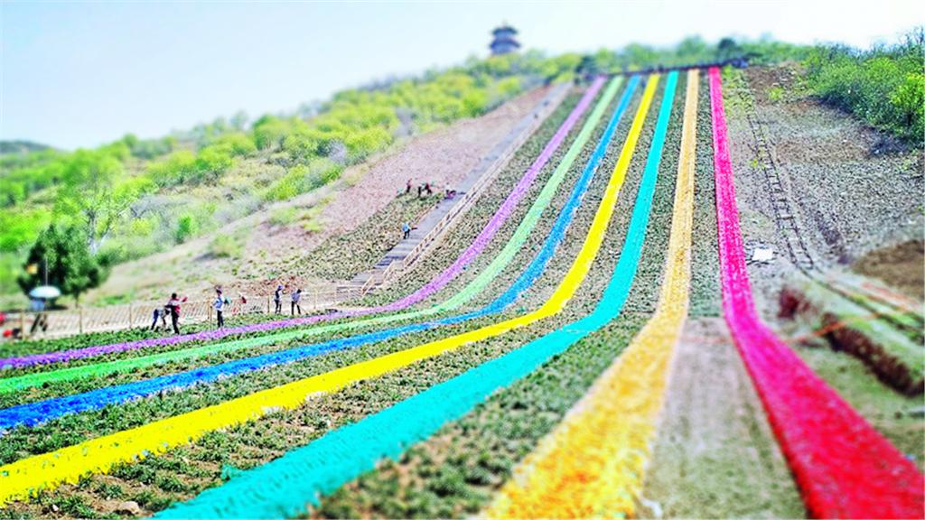 洛阳七彩花海