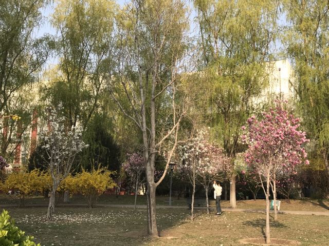 北京大学医学部中心花园