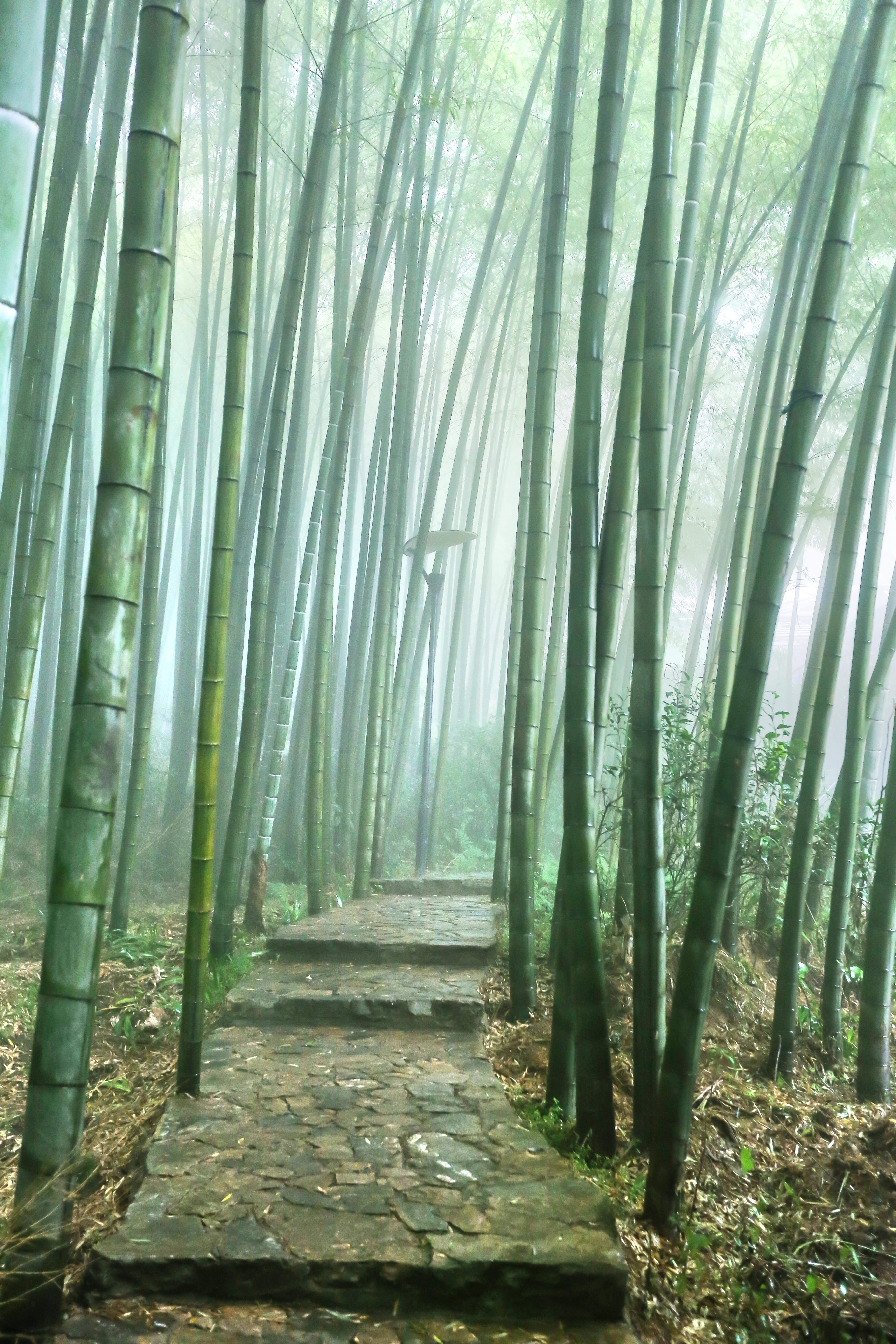 茶山竹海