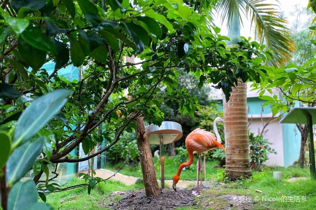 正佳雨林生态植物园