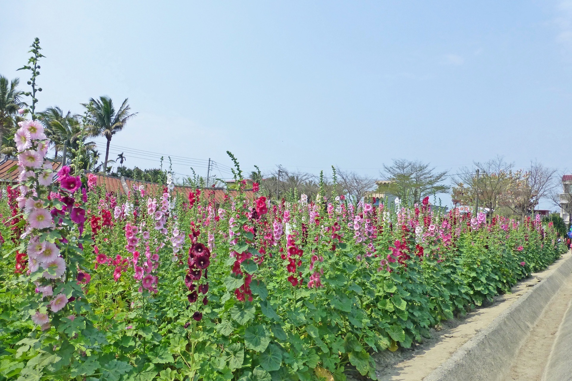 蜀葵花季在学甲光华社区