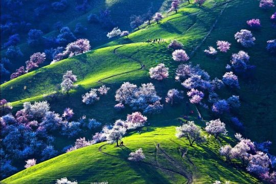 杏花沟野杏林