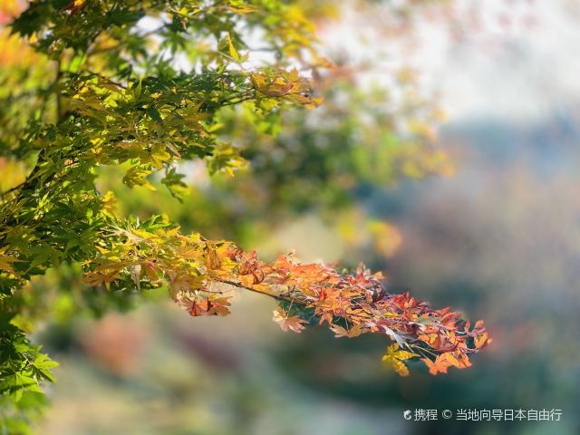 伊豆shuzenji Nature Park游玩攻略简介 伊豆shuzenji Nature Park门票 地址 图片 开放时间 照片 门票价格 携程攻略