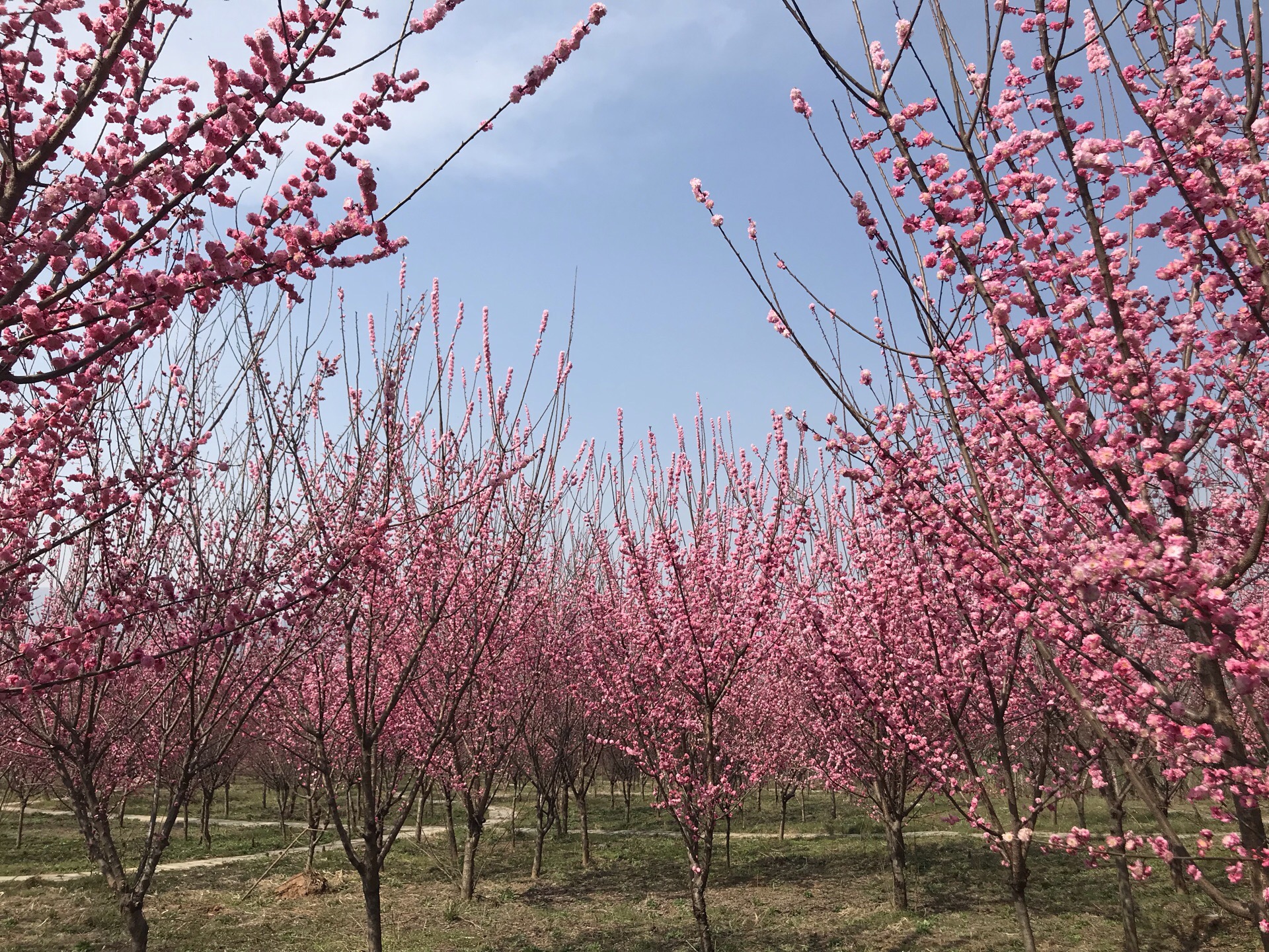 舞钢市花卉博览园