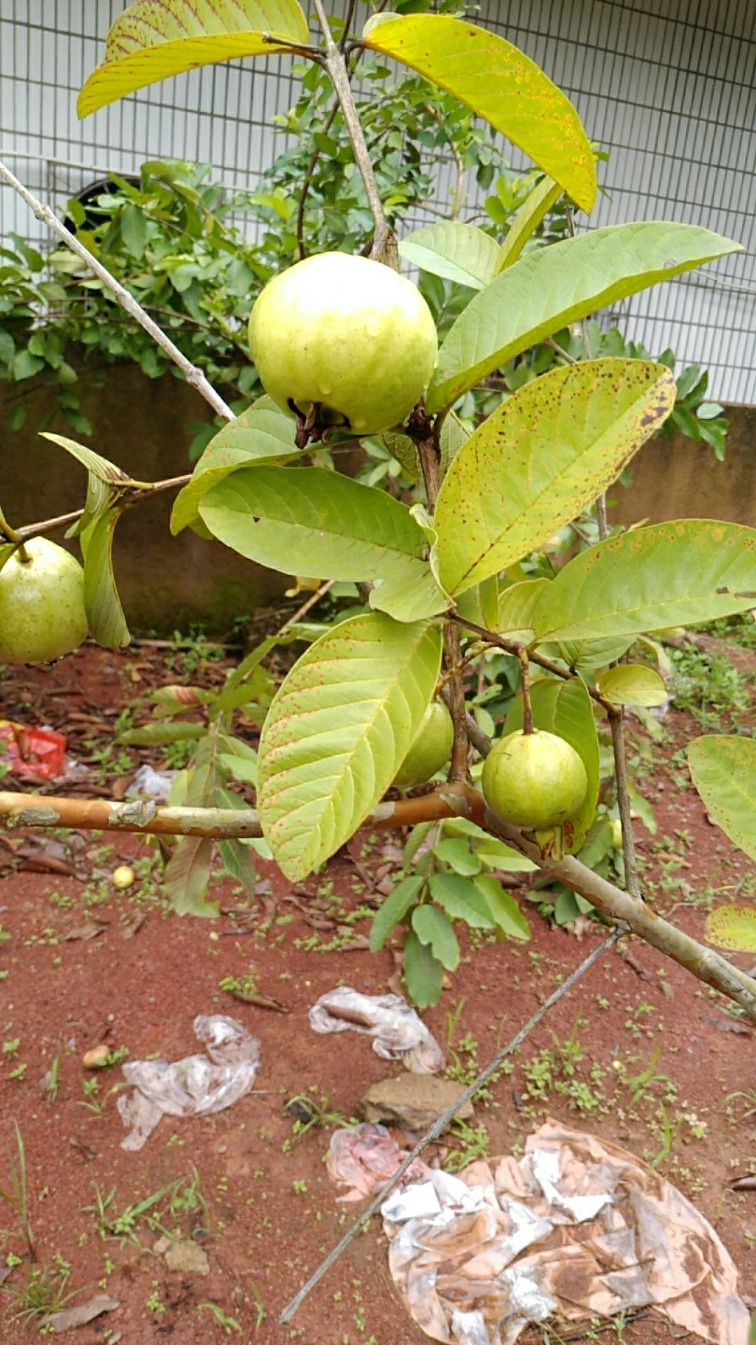 官田广场